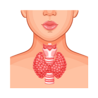 sistema_endocrino
