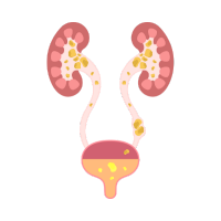 sistema_renal